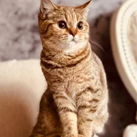 بریتیش گلد ببری