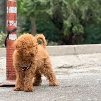 توله توی پودل نر ۶ ماهه