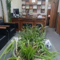 دفتر خدماتی تجاری  منجم قره آغاج بهار رخشا