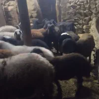 فروش تعدادی بره نروماده|حیوانات مزرعه|کرفتو, |دیوار