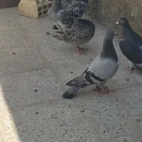 تربت حیدریه|پرنده|تربت‌حیدریه, شهید بهشتی|دیوار