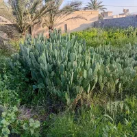 قلمه کاکتوس آپونتیای میوه ای