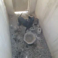 سگ ماده دوبرمن اصیل یک ونیم ساله|سگ|شهریار, بکه|دیوار