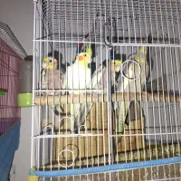 عروس هلندی|پرنده|شیراز, شهرک رضوان|دیوار