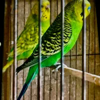 مرغ عشق خاص|پرنده|تهران, پاسداران|دیوار