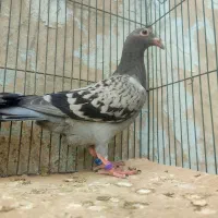 جفت جوجه پلاکی بوم ندیده