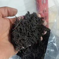 برنج و سرگل شمال ۱۴۰۵ بهاره و برنج اعلاء شمال