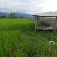 زمین کاربری مزروعی برای برنج و کیوی