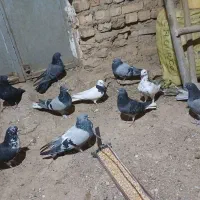 کبوتر کاشانی|پرنده|بروجن, |دیوار