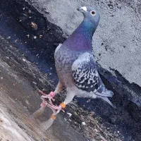 کفتر مسافتی پلاکی کفتر اردن کفتر چاپی پولکی