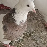 کفتر طوقی آبی و الماسی