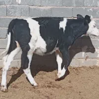دو عدد گوساله ماده به فروش میرسد