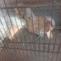 جوجه نژادار
