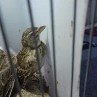 سهره خاکی|پرنده|رشت, کوی حسینی|دیوار