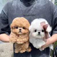 مالتیز جیبی