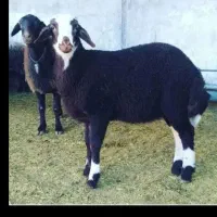 بره پرواری یا میش آبستن،موعدی،چک ثبتی
