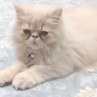واگذاری بچه گربه پرشین اصل نر