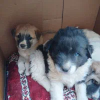 گمشدن 4تا توله 2تا نر 2تا ماده و مادر بومی|سگ|شاهین‌شهر, شهرک گلدیس|دیوار