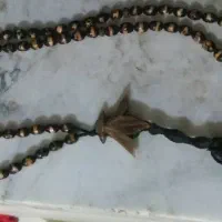 تسبیح زیتون در انواع طرح و نقش تراش دست|جواهرات|رشت, پیرسرا|دیوار