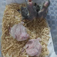 جوجه عروس|پرنده|بندرعباس, |دیوار