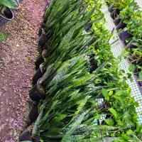 سانسوریا سبز شمشیری در اهواز پاداد|گل و گیاه طبیعی|اهواز, پادادشهر|دیوار