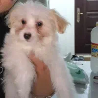 واگذاری سگ شیتزو میتیاتوری