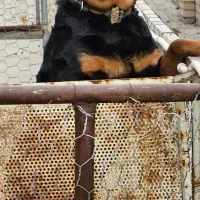 روتوایلراصیل|سگ|تهران, سنگلج (شاپور)|دیوار