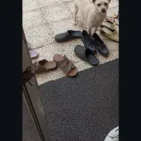 سگ نر پاکوتاه نژادشیومی|سگ|زرند, |دیوار