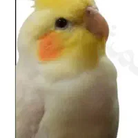 پرنده حمایتی عروس کوتوله مرغ عشق