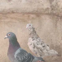 سرور|پرنده|شیراز, سجادیه|دیوار