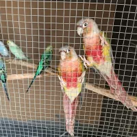 طوطی گرینچک