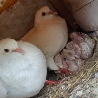 یک جفت کبوتر پشتکی