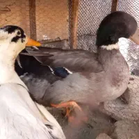 فروش حیوانات خانگی