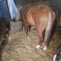 فروش مادیان ۶ سال با کره