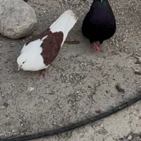 دزدیده شده|حیوانات|بندرعباس, |دیوار