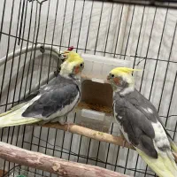 جفت دستی سخنگو