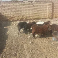 بره سبک وزن آماده پروار|حیوانات مزرعه|قاسم‌آباد (خواف), |دیوار