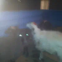 بره چاق چاق درجه 11