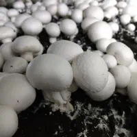 قارچ خوراکی