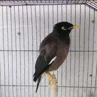 مرغ مینا سخنگو