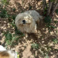 سگ پا کوتاه