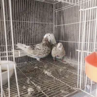 کچکله هفت رنگ نروماده جفتگاه و پرش
