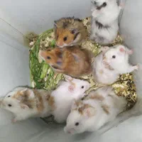 جزیره همستر سوری و کمپل یا مینیاتوری (پرورش دهنده)|موش و خرگوش|فردیس, سرحدی|دیوار