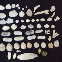 صدف های تزئینی دریایی