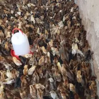جوجه محلی 12روزه|حیوانات مزرعه|مشهد, شهرک صنعتی مشهد|دیوار