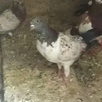 کفتر پرشی