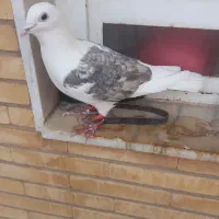 کفتر پشتی آلمانی