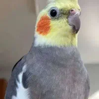 تعدادی عروس هلندی