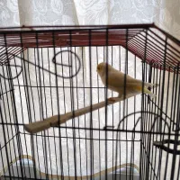 یک عدد قناری نر