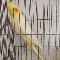 عروس هلندی مولد|پرنده|دلیجان, |دیوار
